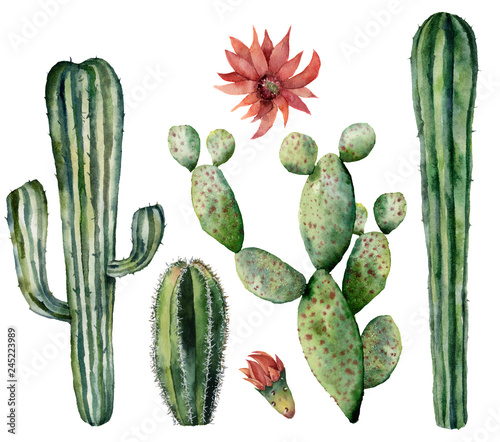 Watercolor cacti set with flower. Hand painted dessert plants with flowers isolated on white background. Botanical illustration for design, print or card.