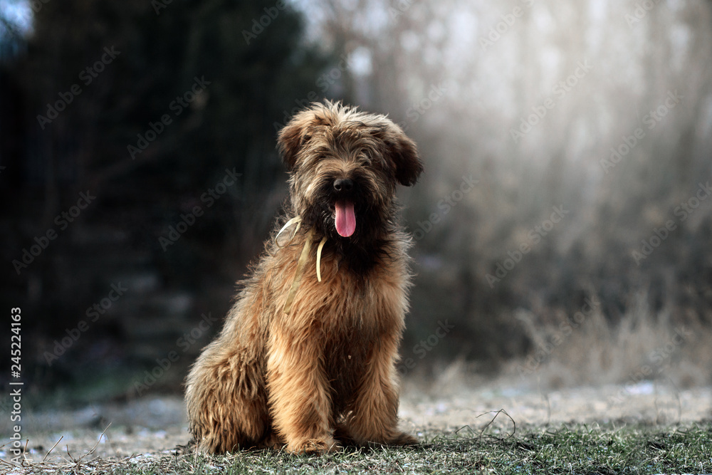 cute puppy briard french shepherd cheerful walk portrait