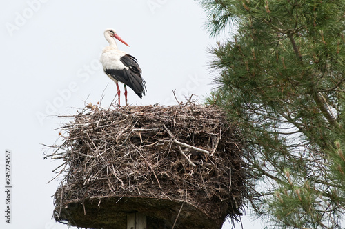 Stock perching nest against sky