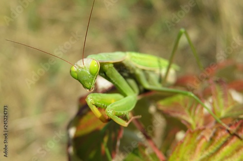 Beautiful green mantis on plant in autumn garden, closeup