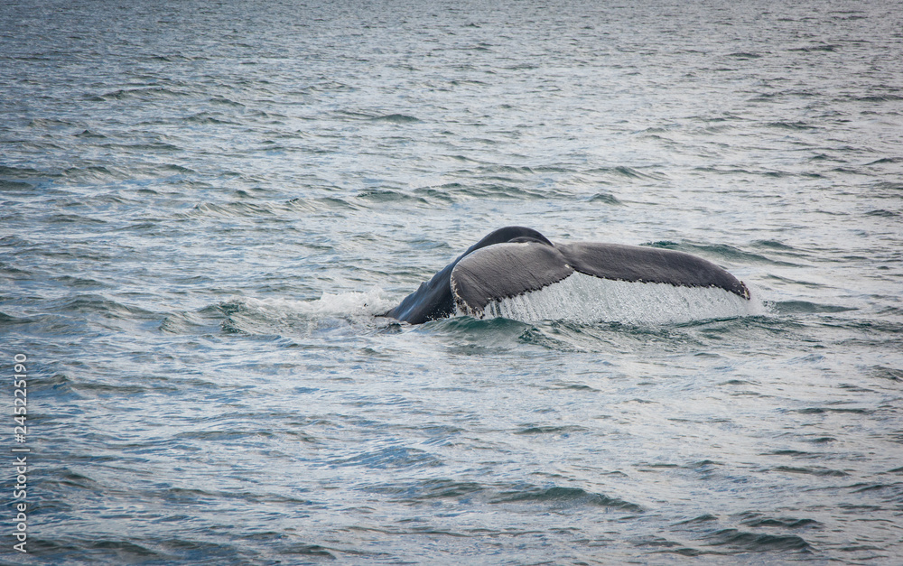 Fototapeta premium Humpback Whale tail diving with a fjord on the background. Megaptera novaeangliae