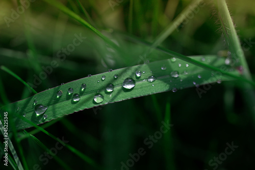 Fresh green grass with dew drops close up. Green grass background. Drop of dew in morning on leaf.