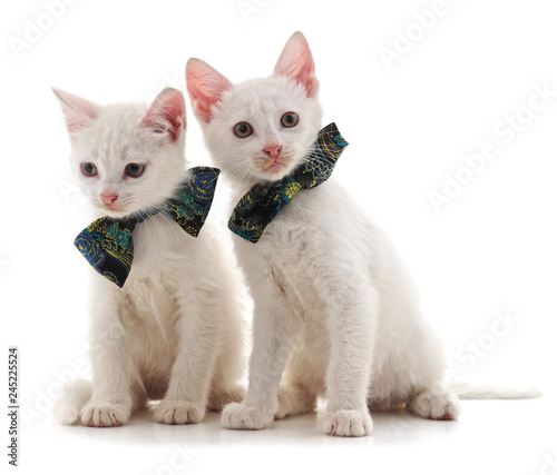 Two white cat.