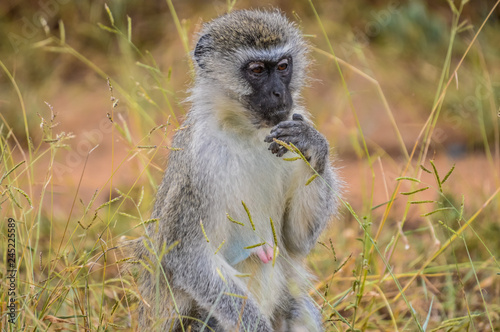 portrait of a vervet monkey (Chlorocebus pygerythrus), or simply vervet, is an Old World monkey