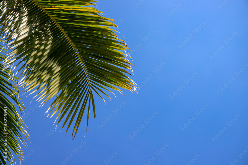 Coco palm leaf and clean blue sky landscape. Sunny tropical paradise banner template with text place.