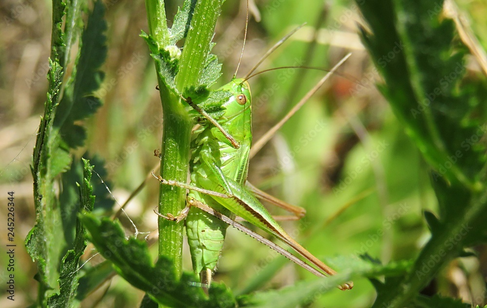 Beautiful green grasshopper on plant in nature, closeup