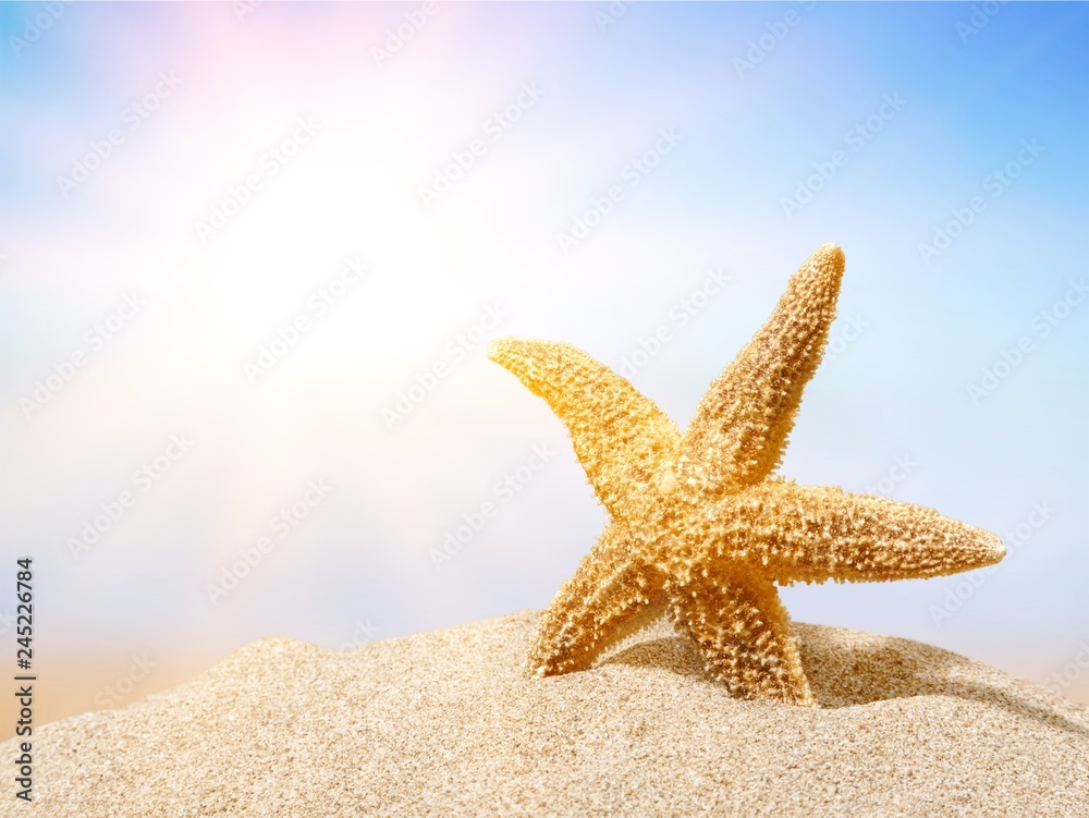 Close-up sea star on sandy beach at sunny day Close-up sea star on sandy beach at sunny day