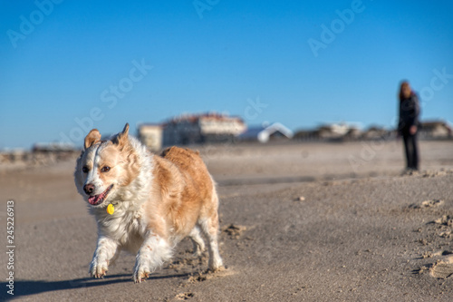 Blonde border collie mix running on a sandy beach with a bright blue sky and a human out of focus in the background