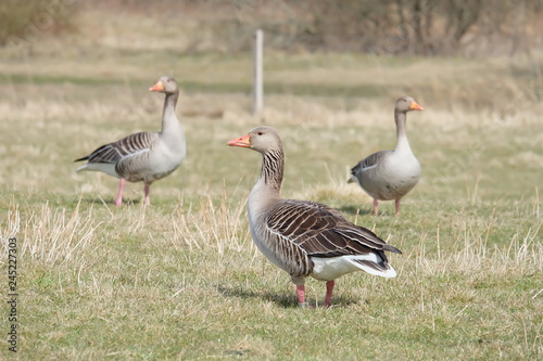 group of geese on green grass