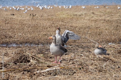 seagulls on the beach photo