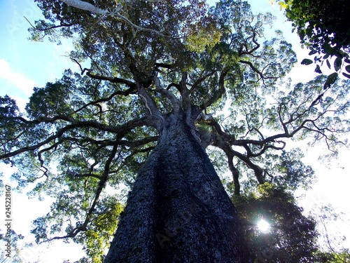 Fototapeta Naklejka Na Ścianę i Meble -  old jequitibá tree