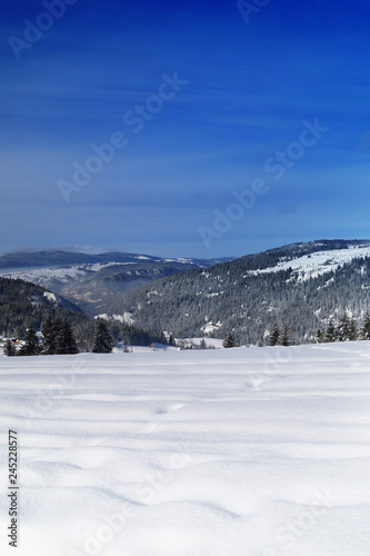 Forest In Winter © hobitnjak
