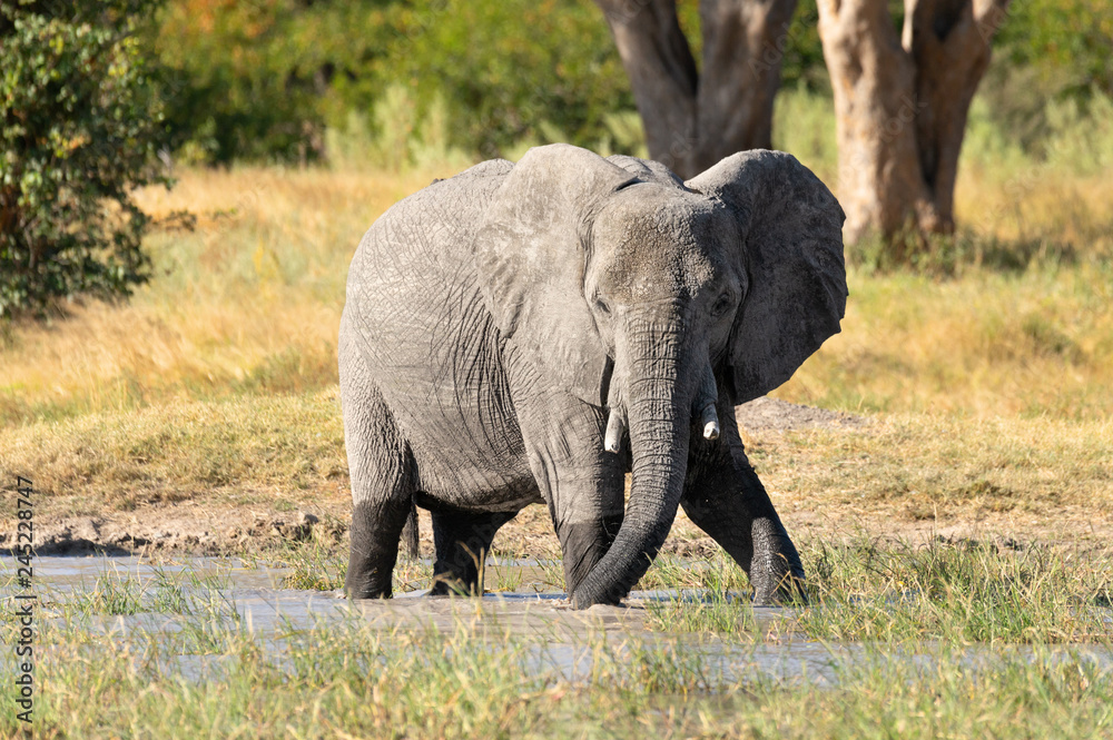 Majestic African Elephant on waterhole in Moremi game reserve Botswana, Africa safari wildlife