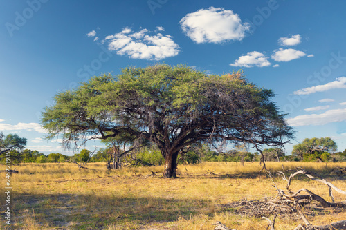 beautiful landscape in the Moremi game reserve after rain season  Okavango Delta  Botswana  Africa wilderness