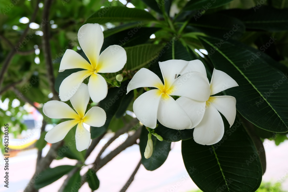 white frangipani flowers in the garden