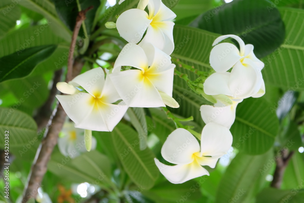 Fototapeta premium white flowers of tree