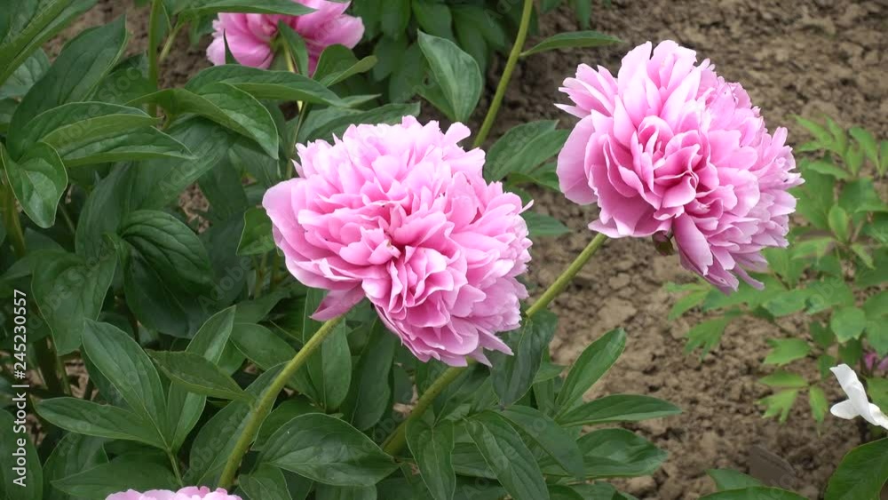 4 K Pink Peonies Swaying In Wind 4 K Pink Peonies Swaying In Wind