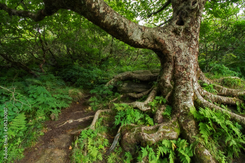 Gnarly Tree at Craggy Gardens