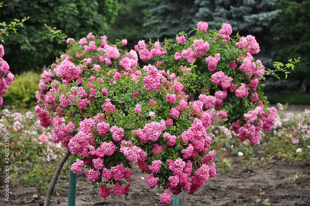 Pink titled rose trees Pink titled rose trees