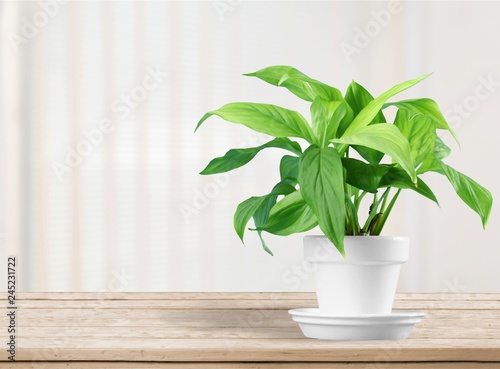 House plant in a flower pot isolated on a white background