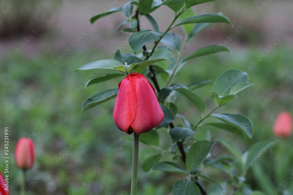 red tulip flower with green sprig red tulip flower with green sprig
