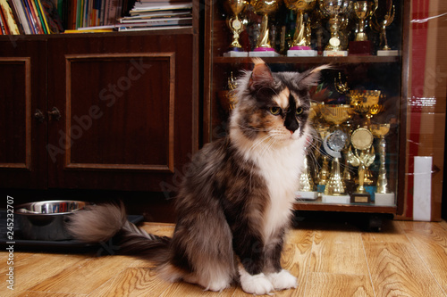 Pet, the Maine Coon is the champion of cat shows. Cupboard with cups of cat shows winner. Cat color: black tortie silver bicolour fs 03