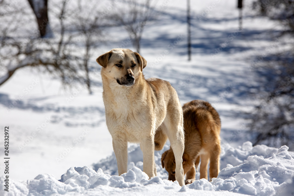 Golcuk / Bolu / Turkey, winter snow landscape and dog.  Travel concept photo.