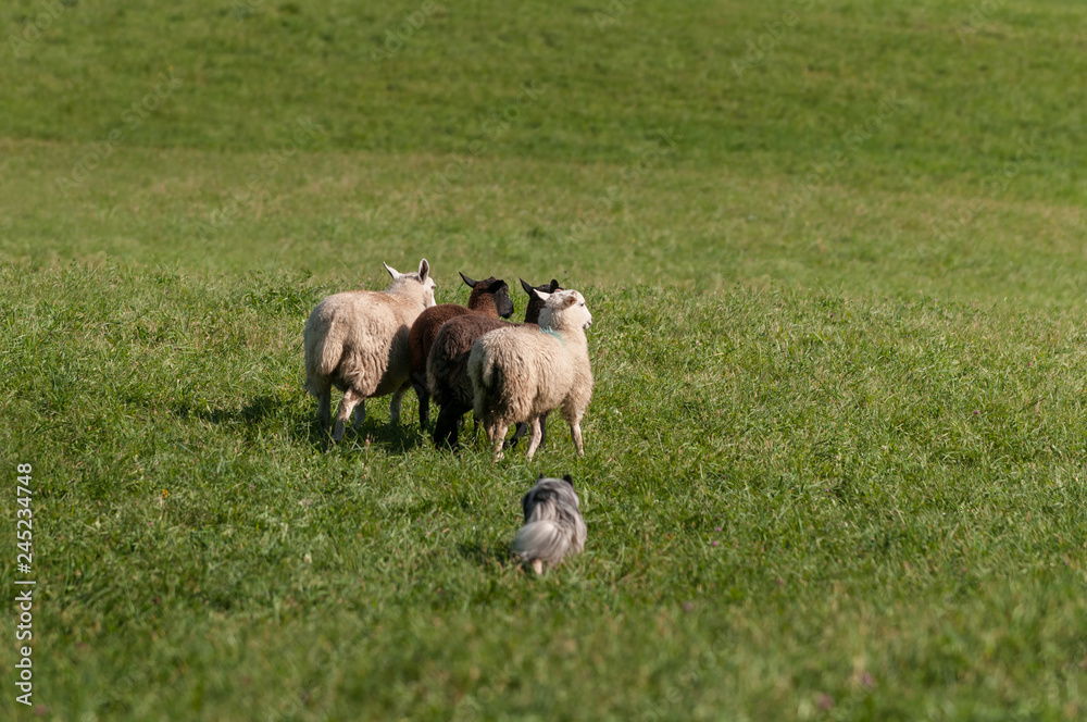 Herding Dog Runs Group of Sheep (Ovis aries) Out Into Field Herding Dog Runs Group of Sheep (Ovis aries) Out Into Field