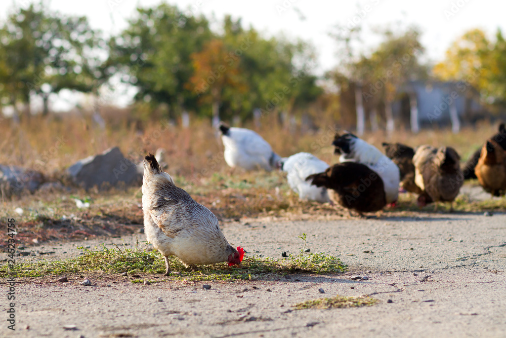 Fototapeta premium ecological cultivation of chickens, agriculture, chicken farm, chickens on pasture
