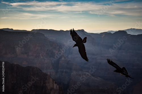 Soaring Crow