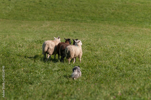 Herding Dog Runs Group of Sheep (Ovis aries) Out Into Field