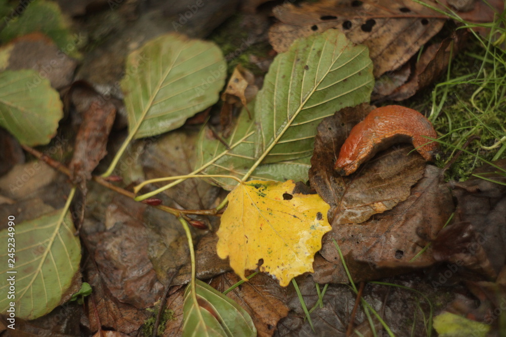 autumn leaves on grass autumn leaves on grass