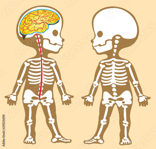 anatomy