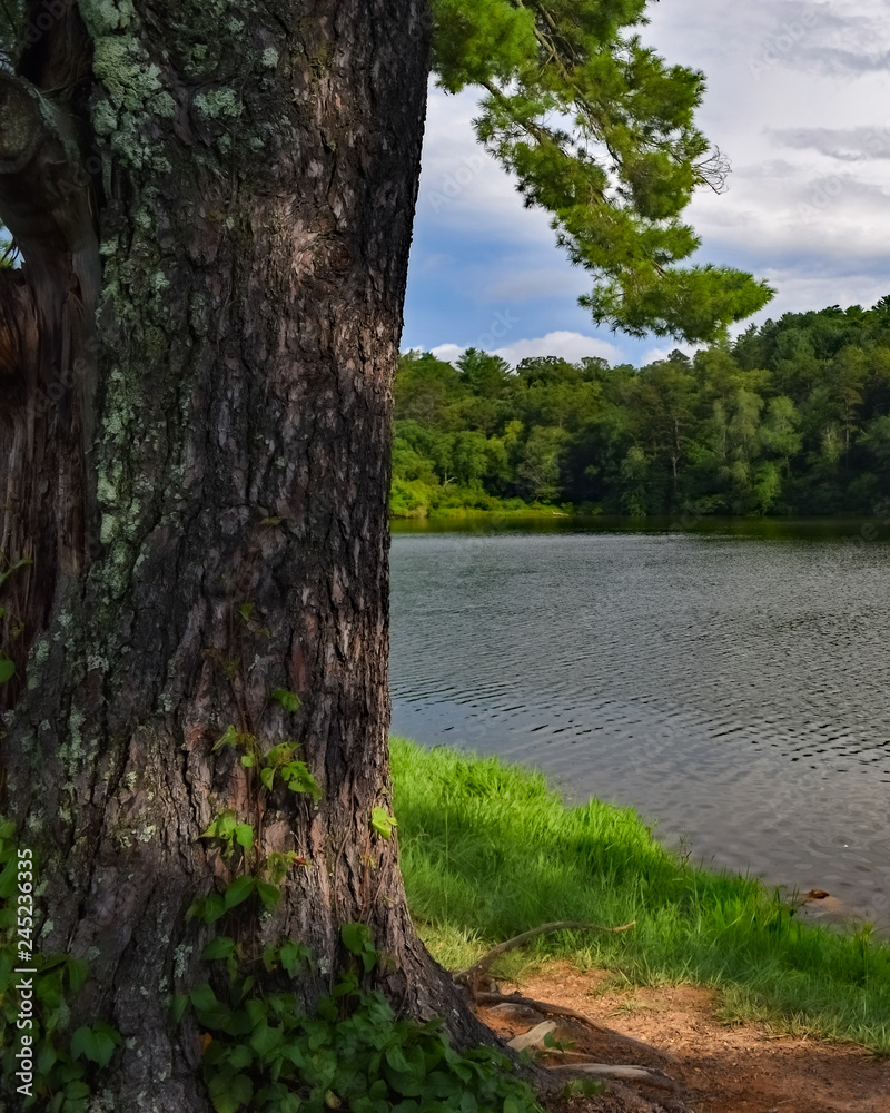 Tree by the Lake Tree by the Lake