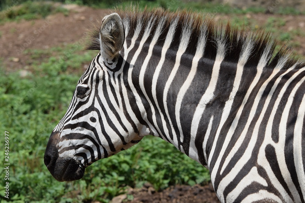 zebra in the zoo zebra in the zoo