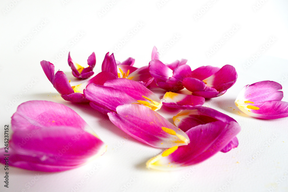 violet petals on white background