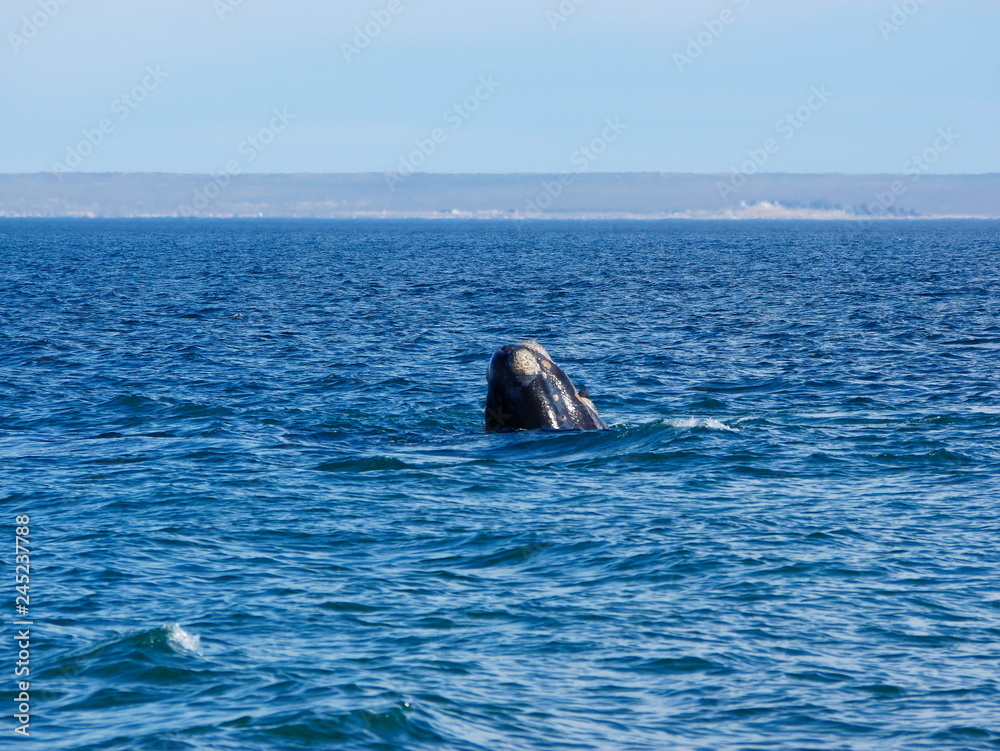 Southern right whale in Patagonia