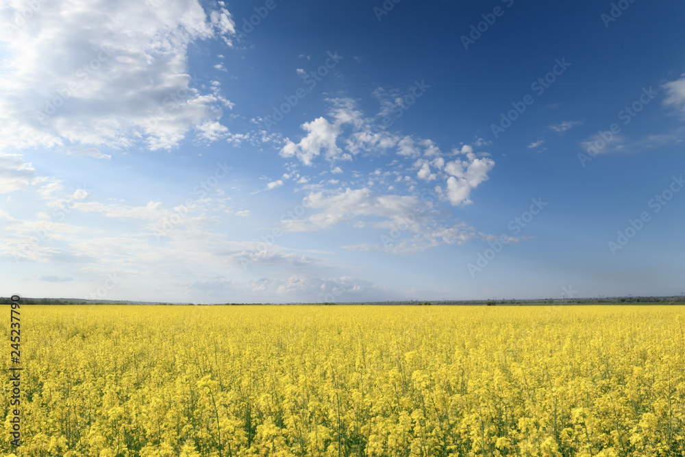 photo canola field / bright hot summer day landscape in nature