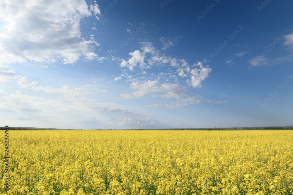 photo canola field / bright hot summer day landscape in nature photo canola field / bright hot summer day landscape in nature