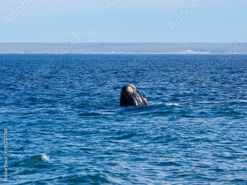 Obraz na płótnie Southern right whale in Patagonia w salonie