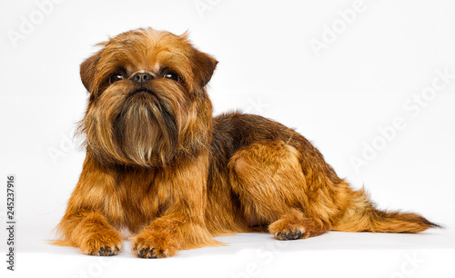 dog looking on a white background, Brussels Griffon photo