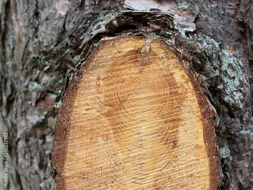 Fresh saw cut wood photo