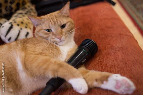 lazy fun cat lying with microfone in his paw