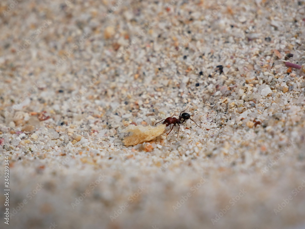 Ant struggling to pull a big piece of food