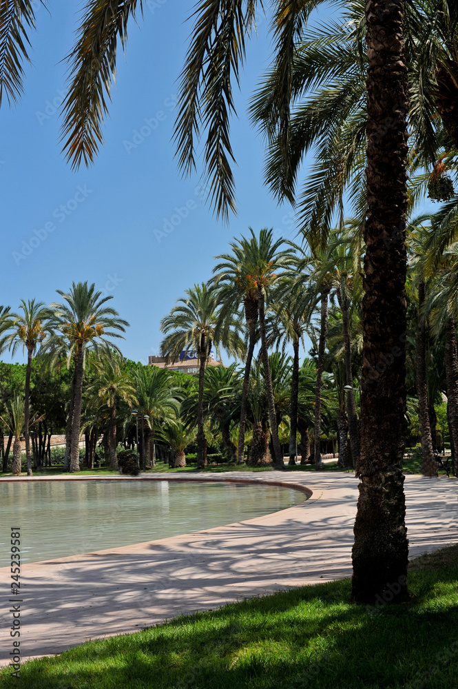 Palmen im valenzianischen Park
