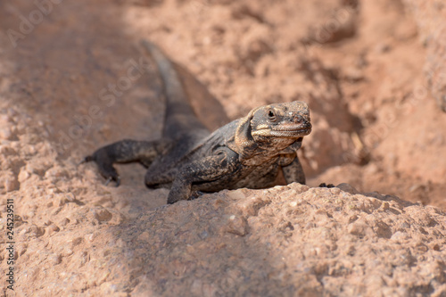 lizard on a rock
