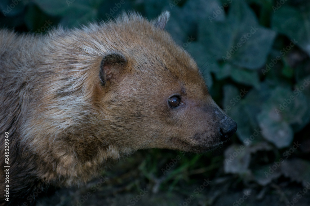 Zorro vinagre también conocido como Bush Dog Zorro vinagre también conocido como Bush Dog