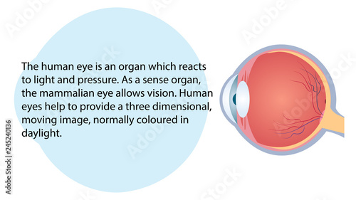 Human eye vector. Internal organs functions vector design