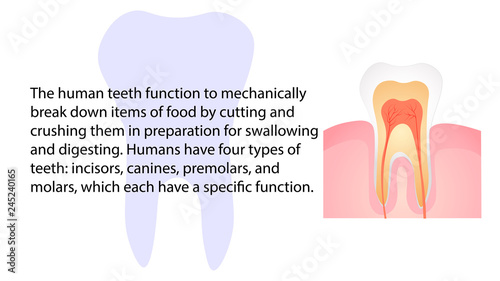 Human teeth function. Internal organs functions vector design