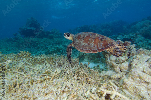 Green sea turtle on Great Barrier Reef in Australia © The Ocean Agency